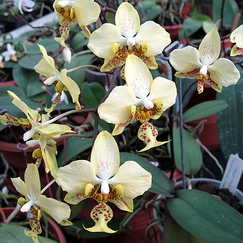 Phalaenopsis stuartiana Phalaenopsis stuartiana