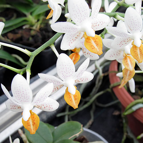 Phalaenopsis Minimark