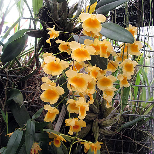 Dendrobium aggregatum Dendrobium aggregatum