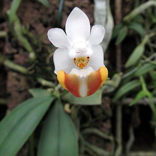 Phalaenopsis parishii Phalaenopsis parishii
