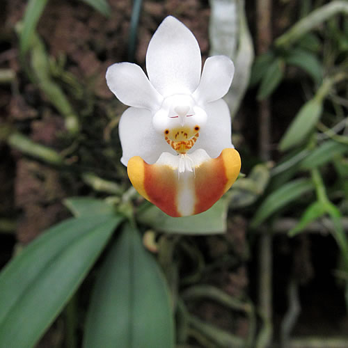 Phalaenopsis parishii