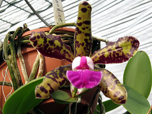 Cattleya aclandiae