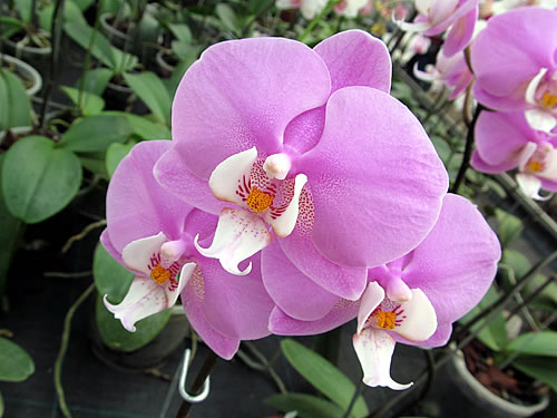 Phalaenopsis Phalaenopsis
