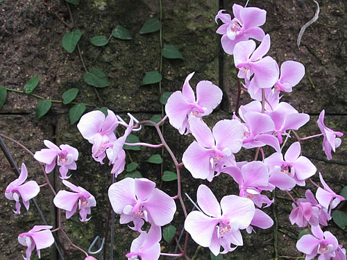 Phalaenopsis schilleriana Phalaenopsis schilleriana