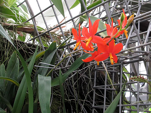 Epidendrum vitellinum Epidendrum vitellinum