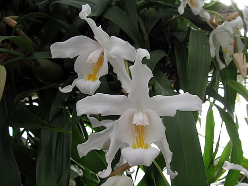 Coelogyne cristata