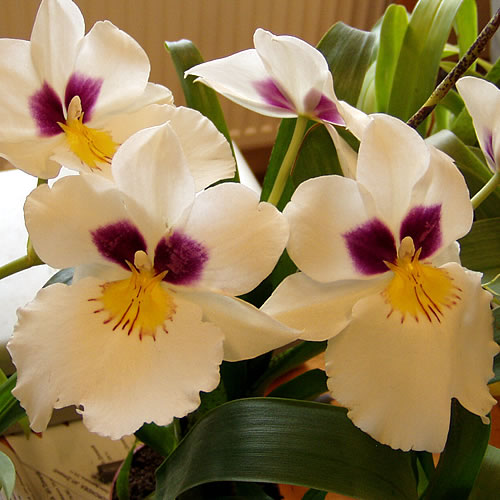 Miltoniopsis