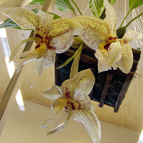 Stanhopea grandiflora