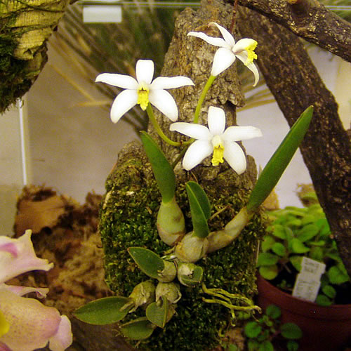 Laelia keliana