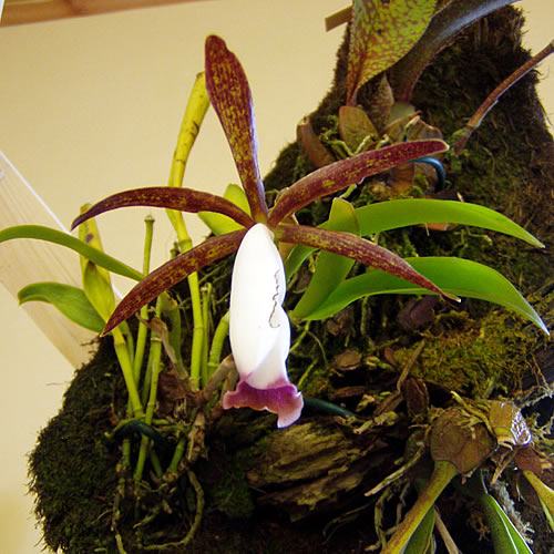 Cattleya araguaiensis