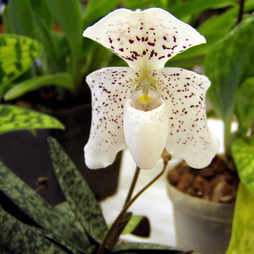 Paphiopedilum hybr.