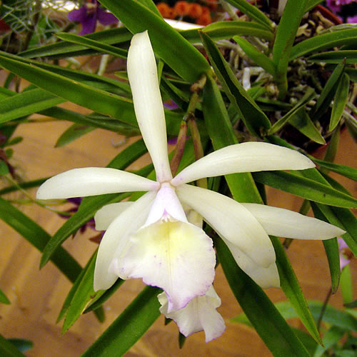 Laelia lindleyana