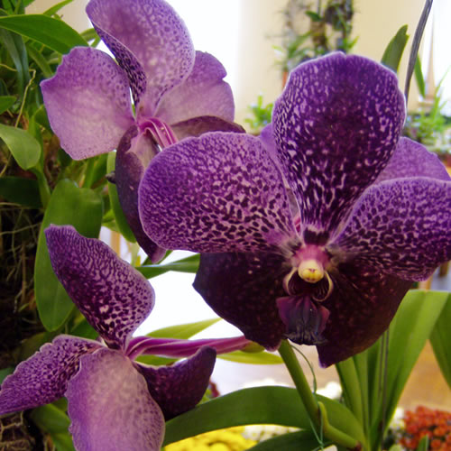 Vanda