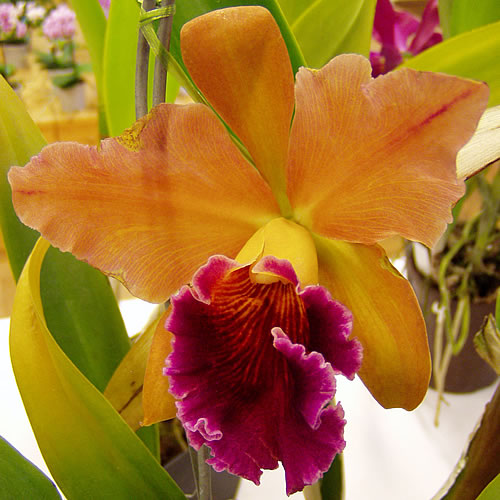 Cattleya hybr.