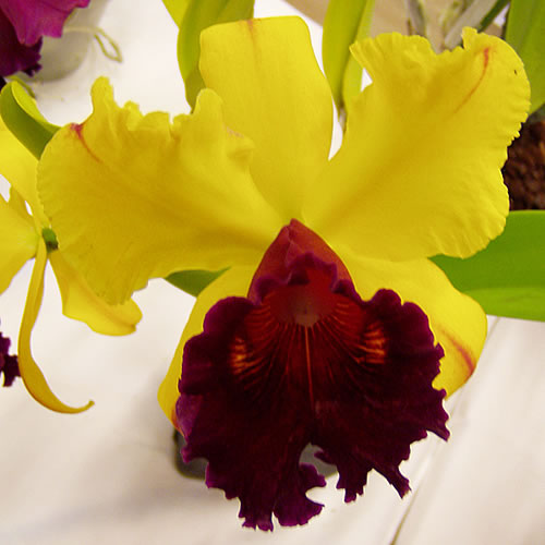 Cattleya hybr.