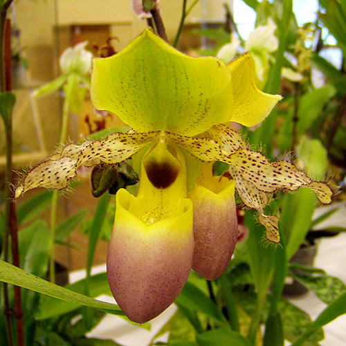 Paphiopedilum primulinum hybr.