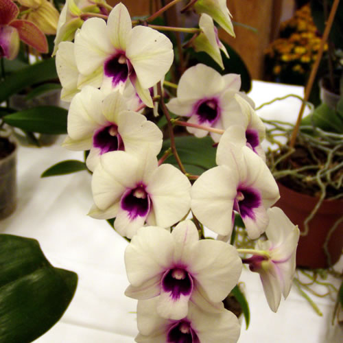 Dendrobium phalaenopsis hybr.