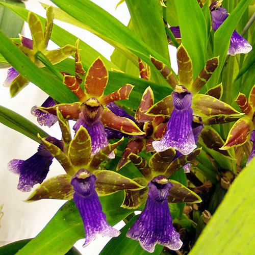 Zygopetalum hybr.