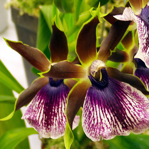 Zygopetalum hybr.