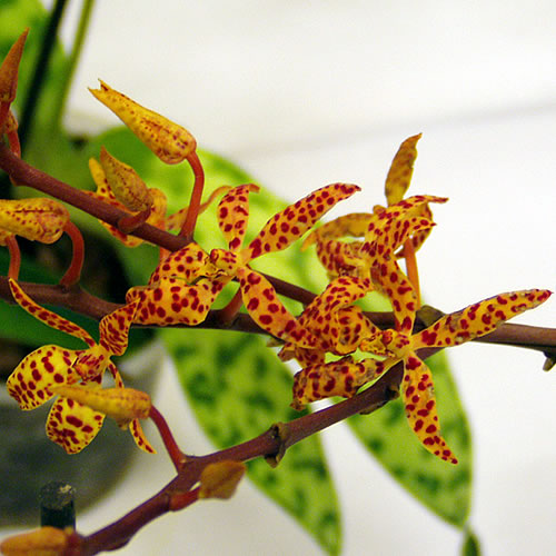 Renanthera monachica