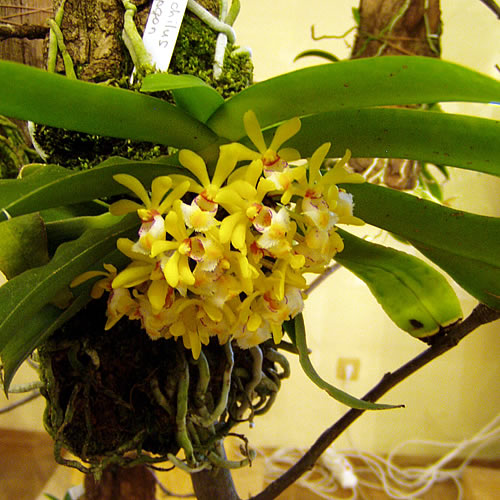 Gastrochilus dasypogon