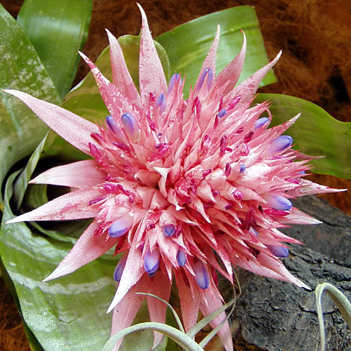 Aechmea