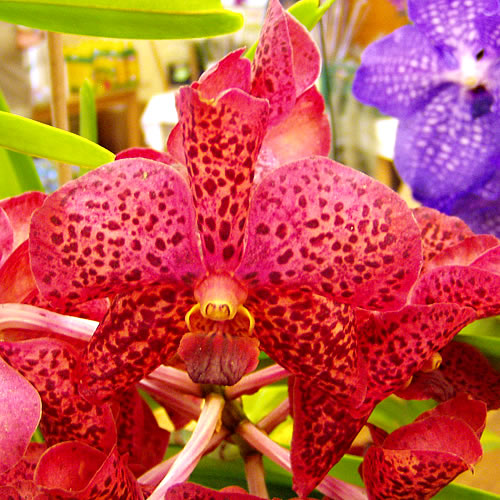 Vanda hybr.