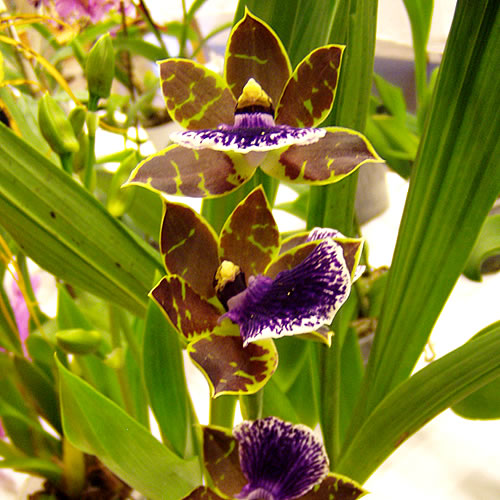 Zygopetalum mackayi