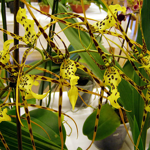 Brassia sp.