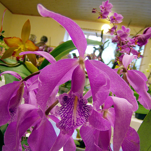 Laelia speciosa