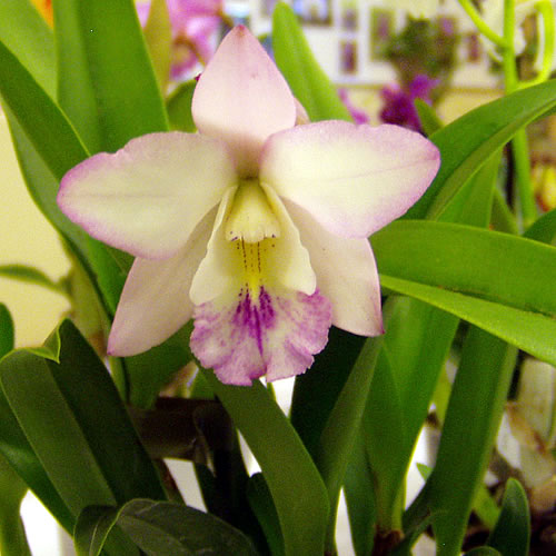 Cattleya hybr.