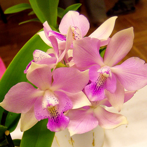 Cattleya hybr.