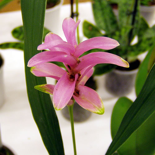 Curcuma alismatifolia