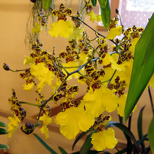 Oncidium "Sweet Sugar"