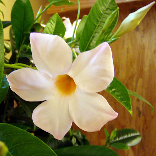 Mandevilla