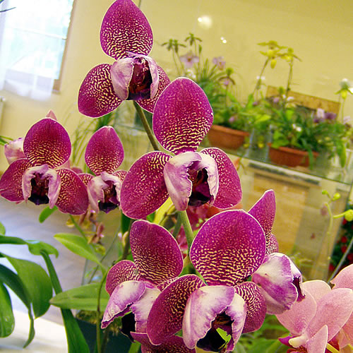 Phalaenopsis hybr.