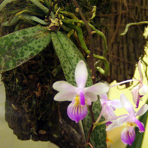 Phalaenopsis lindenii