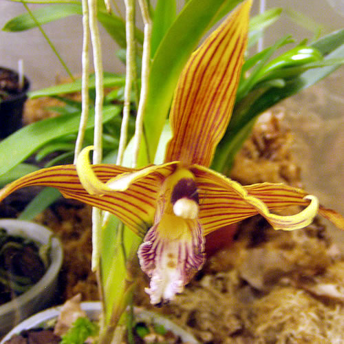 Bulbophyllum sp.