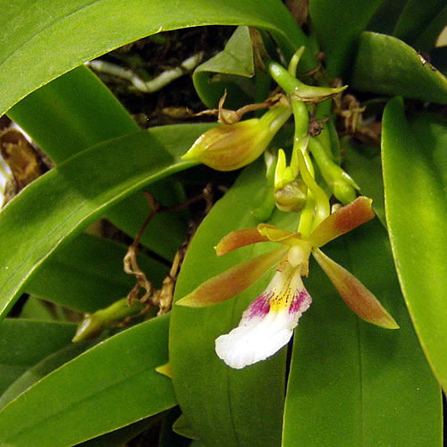 Trichocentrum fuscum