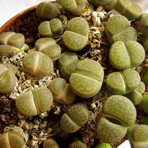 Lithops sp.