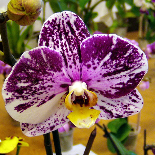 Phalaenopsis hybr.