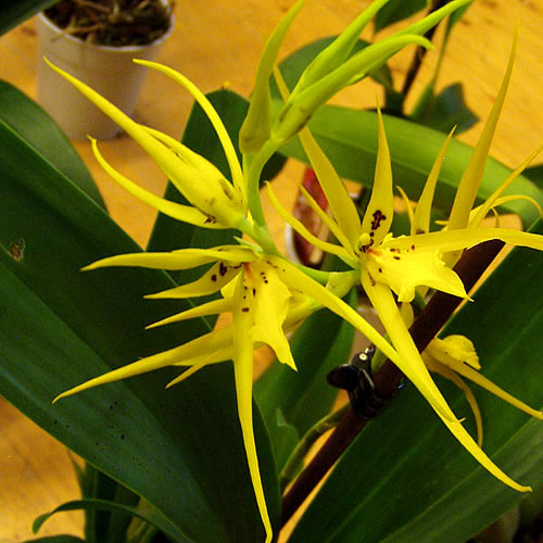 Brassia sp.