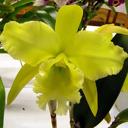 BLC SeaSwirl Whirlpool