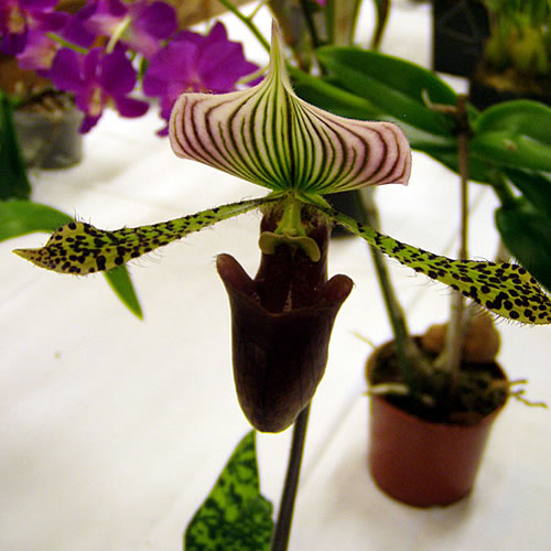 Paphiopedilum