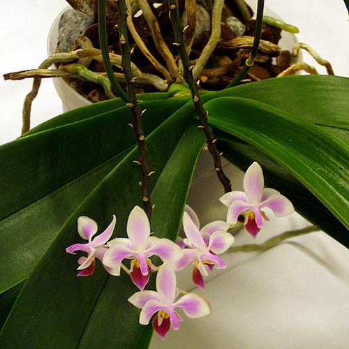 Phalaenopsis equestris