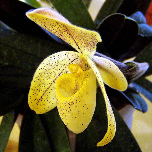 Paphiopedilum concolor