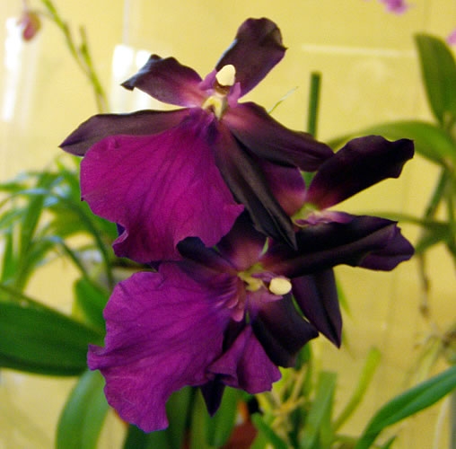 Miltonia spectabilis