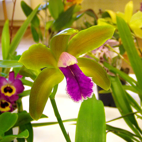 Cattleya bicolor