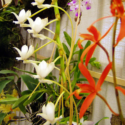 Aerangis ellysii a Laelia millerii