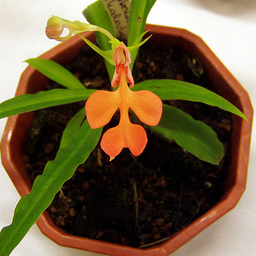 Habenaria rhodocheila